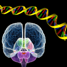 Connecting With Your Higher Evolved Brain and 12-Strand DNA Activation MP3